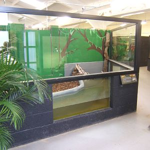 View of Spectacled Caiman exhibit