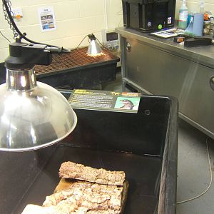 Tub with young Cuvier`s Dwarf Caiman