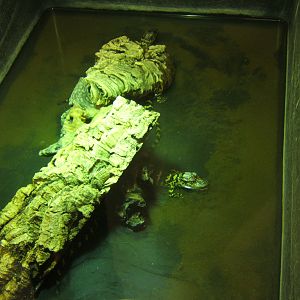 Young American Alligators born 2013