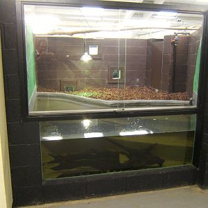 View of the Yacare Caiman exhibit