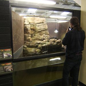 View of the Schneider`s Dwarf Caiman exhibit