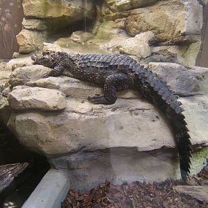 Schneider`s Dwarf Caiman