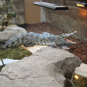 Hugo and his other half the Siamese Crocodiles