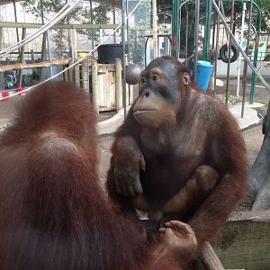 Sumatran orangutans
