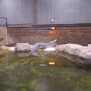 View of the Siamese Crocodile exhibit