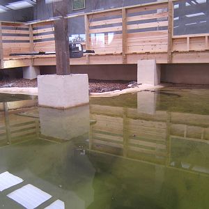 View of the South African Nile Crocodile exhibit