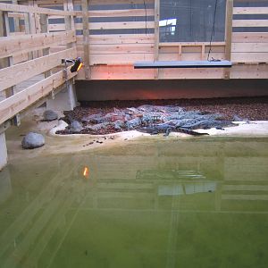 View of the South African Nile Crocodile exhibit