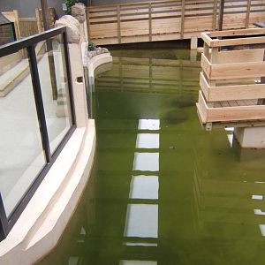 View of the South African Nile Crocodile exhibit