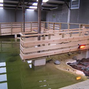 View of the South African Nile Crocodile exhibit