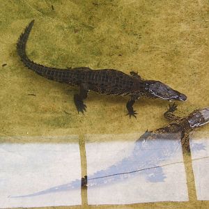 South African Nile Crocodiles