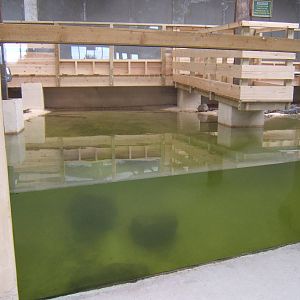 View of the South African Nile Crocodile exhibit