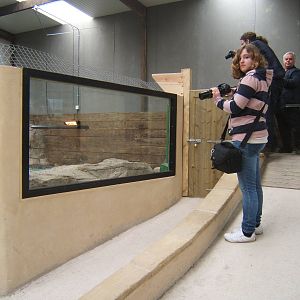 A group of zoochatters photographing South African Nile Crocodiles