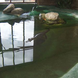 View of the Black Caiman exhibit