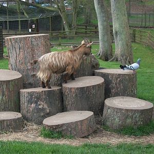 Daisy sees off the pigeons, 20th April 2014