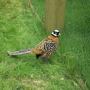 Settling in nicely, 20th April 2014