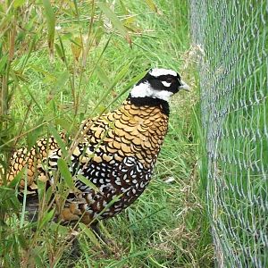 Definitely feeling at home, 21st April 2014