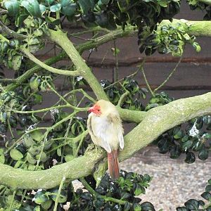 Star Finch (arrived 18th April), 21st April 2014