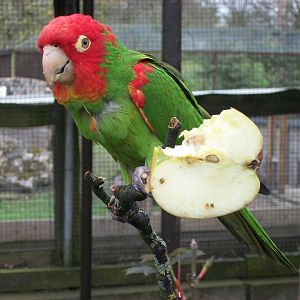 Red-masked Conure, 21st April 2014