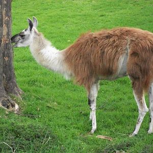 Willow, 21st April 2014