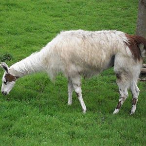 Caramel, 21st April 2014