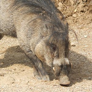 Apr. 2014 - Wildlife Canyon - Visyan Warty Pig