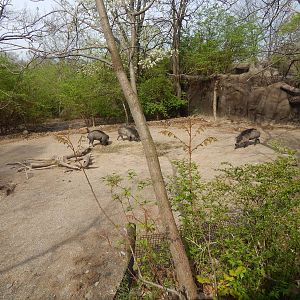 Apr. 2014 - Wildlife Canyon - Visayan Warty Pig Exhibit