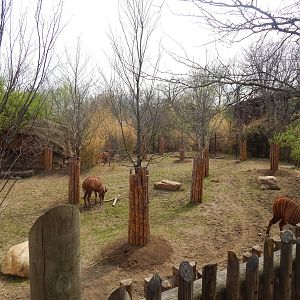 Apr. 2014 - Rhino Reserve - Eastern Bongo Exhibit