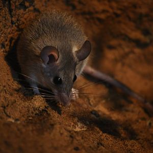 Turkey spiny mouse (Acomys cilicicus)