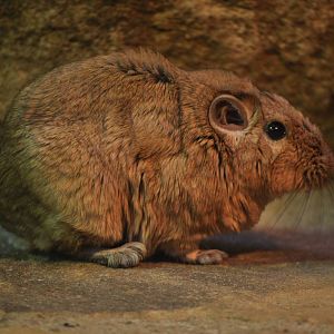 Gundi (Ctenodactylus gundi)