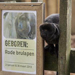 Callimico and birth sign, 4/22/14