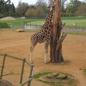 Rothschild Giraffe/does anybody know what the house and enclosure in the ba