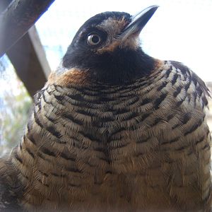 Spotted Laughing Thrush