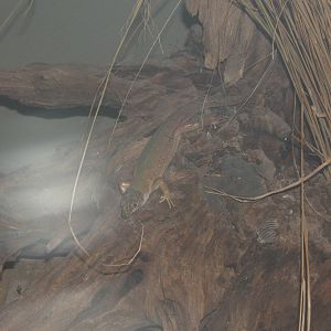 Eyed Lizard (Timon pater)