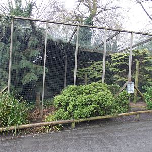 Great Grey Owl aviary