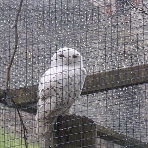 Snowy Owl