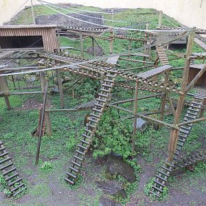 Sulawesi Crested Macaque exhibit