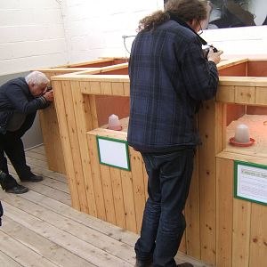 New chick rearing area