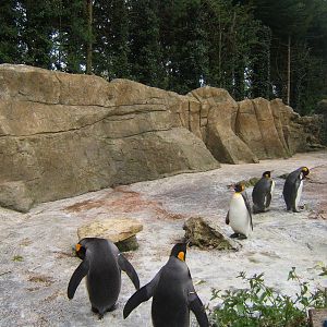 Re-landscaped Penguin enclosure