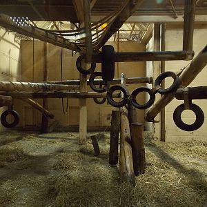 Chimpanzee indoor area