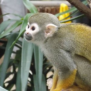 Squirrel Monkey
