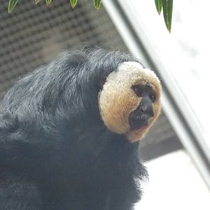 White-faced Saki Monkey