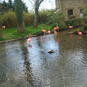 Caribbean Flamingos