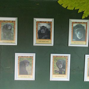 Dudley Zoo's 7 female Chimps