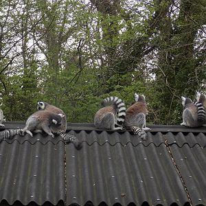 Ring-Tailed Lemurs