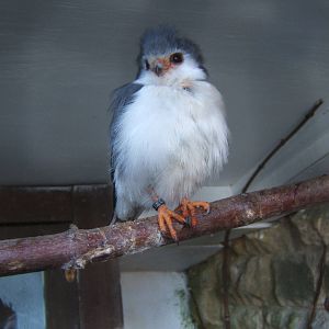 Pygmy Falcon