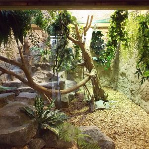 Red-Tailed Green Ratsnake exhibit
