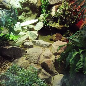Chinese water dragon exhibit