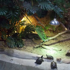 West African Dwarf Crocodile and Red-eared Terrapin