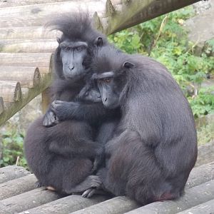 Sulawesi Crested Macaque