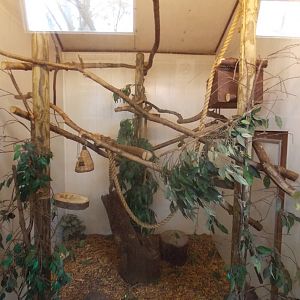 Pygmy Marmoset indoor area
